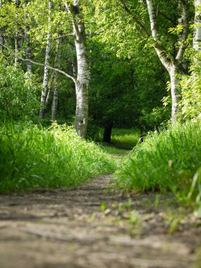 Ağaç dallarında işaretlenmiş patika