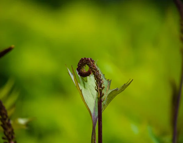 Bahçede yeni doğmuş egzotik bitkiler