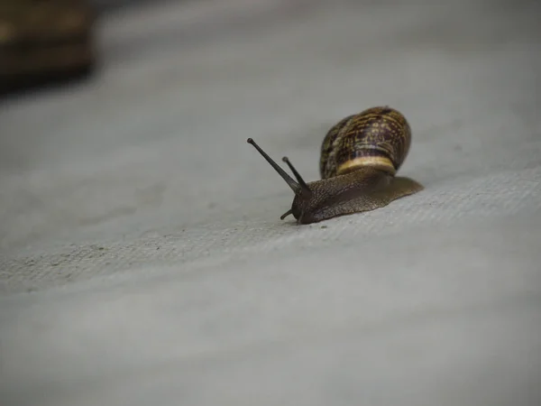 Snail Walk — Stock Photo, Image