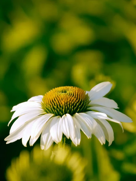 Beautiful Daisy Sun — Stock Photo, Image