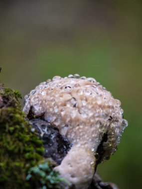 Yosun içinde sıvı damlalar olan mantar.
