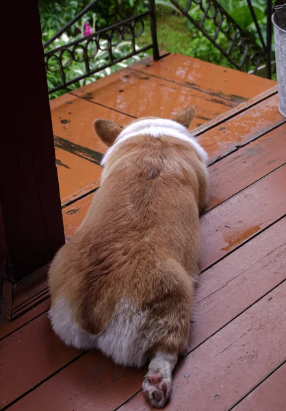 Yağmurlu bir günde dinlenen köhne pembrock