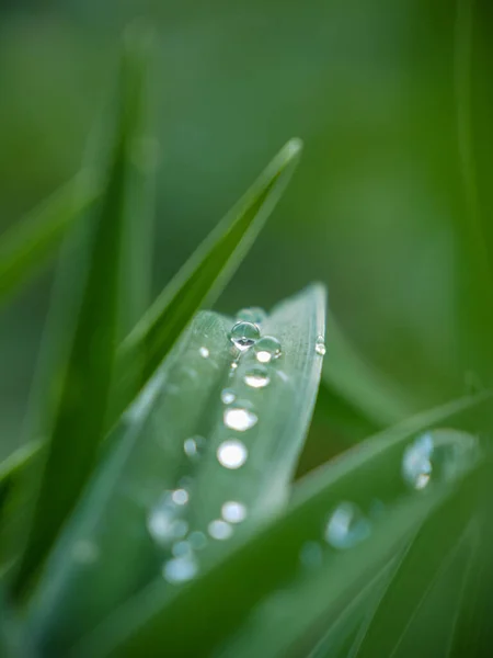 Yağmur damlalarıyla çimlere bak