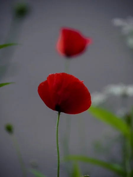Koyu gri arkaplanda iki kırmızı haşhaş