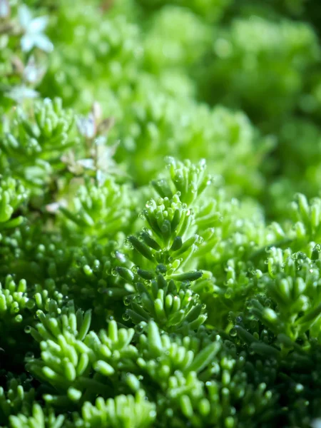 Güneşli bir sabah ve yosunlardaki çiğ taneleri
