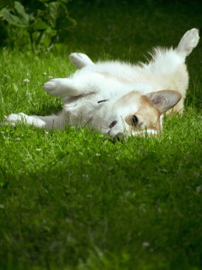 Şirin, neşeli Galli Corgi Pembroke pençeleriyle çimenlerde yatıyor.