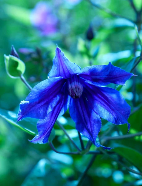 Kvetoucí Modrý Clematis Zahradě — Stock fotografie