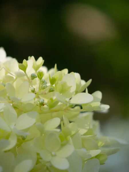 Прекрасна Квітуча Гортензія Сонці — стокове фото