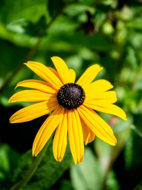 Yazın parlak renkleri: Güneşte sarı Rudbeckia