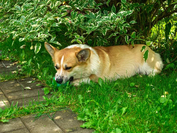 Galli Corgi Pembroke çimenlerde oynuyor