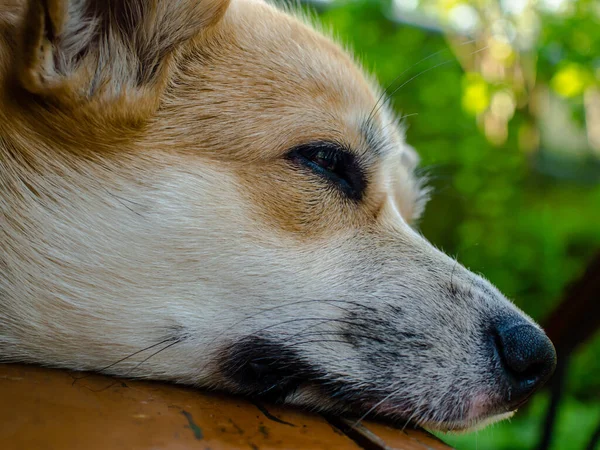 Uyuyan Galli Corgi Pembroke 'u kapat.