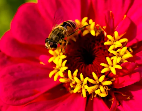 Eristalis (arı gibi sinek) Zinnia Elegans merkezine yakın çekim