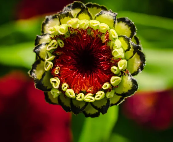 Zinnia Elegans merkezi yakın çekim