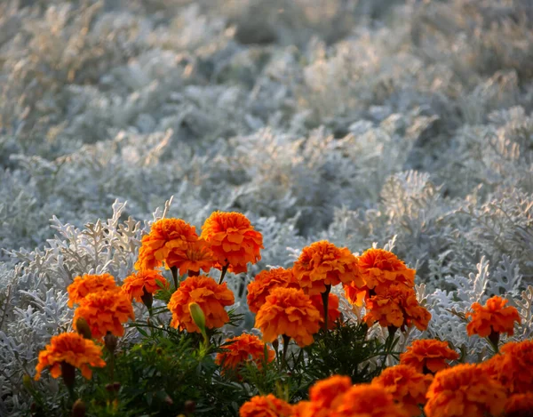 Çiçekler ve yapraklar: kontrast