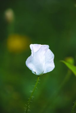 Bahçede yalnız beyaz gelincik: yakın plan