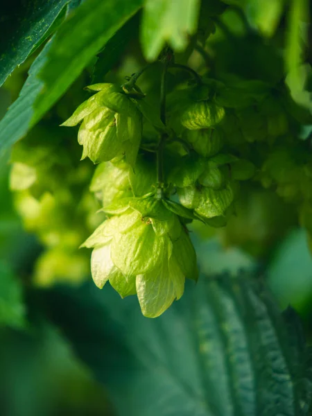 Bahçedeki çiçekler ve yapraklar: yakın plan