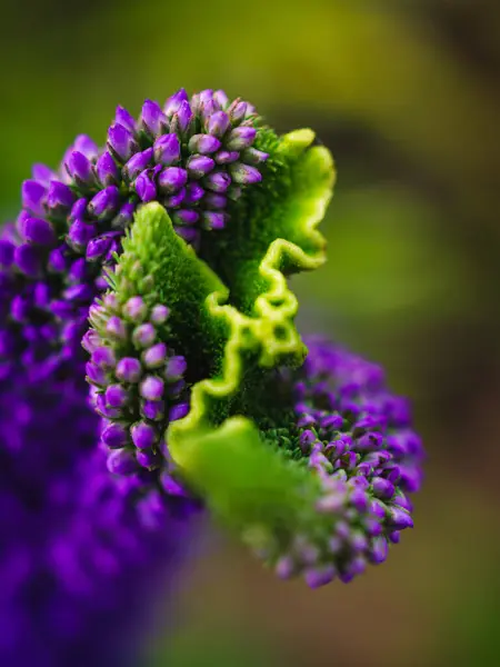 Kıvırcık Veronica Crista çiçeklerinin en iyi makro görüntüsü