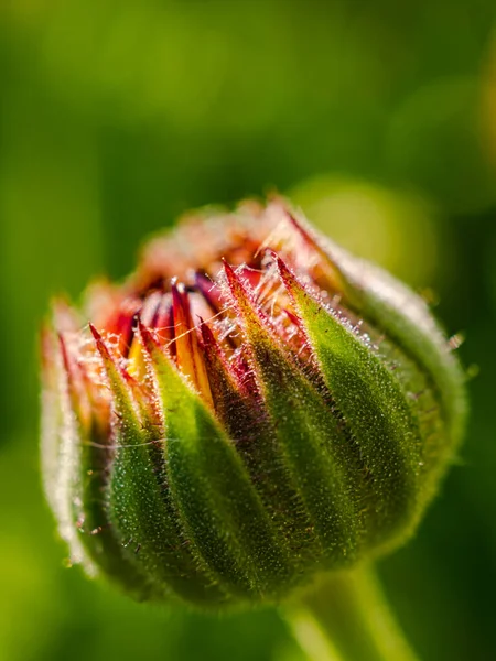 Calendula officinalis bud Güneşli bir günde kapanıyor