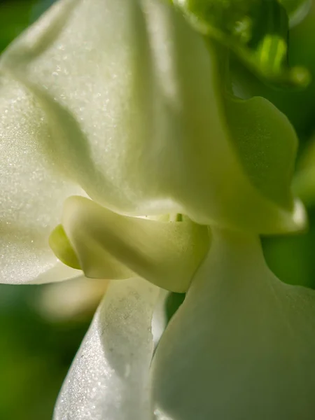 Vit Blomma Makro Solig Sommardag — Stockfoto