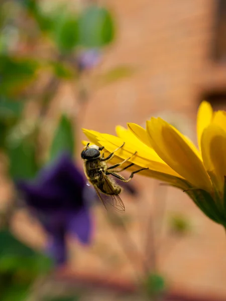 Eristalis Auf Gelber Ringelblume Nahaufnahme Bei Sonnigem Tag — Stockfoto