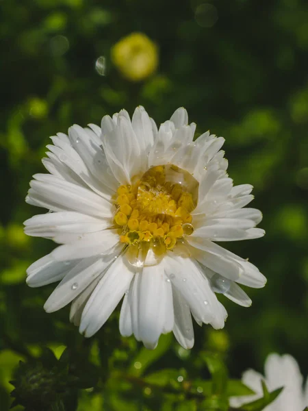 Su damlalı beyaz Aster Dumosus