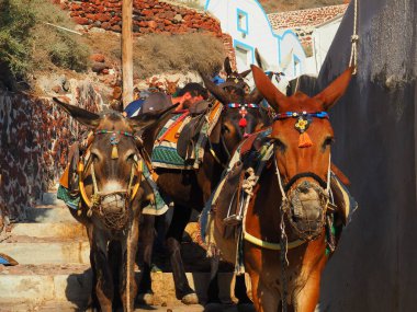 Santorini eşeği. Hayvan taşımacılığı. Grecce