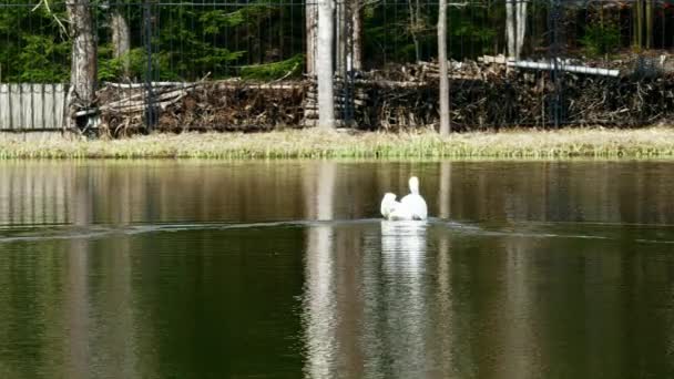 Cisne blanco nada en la superficie del espejo del lago. — Vídeos de Stock