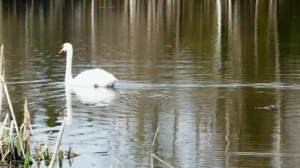 Graciösa vit svan simmar på ytan av damm. — Stockvideo
