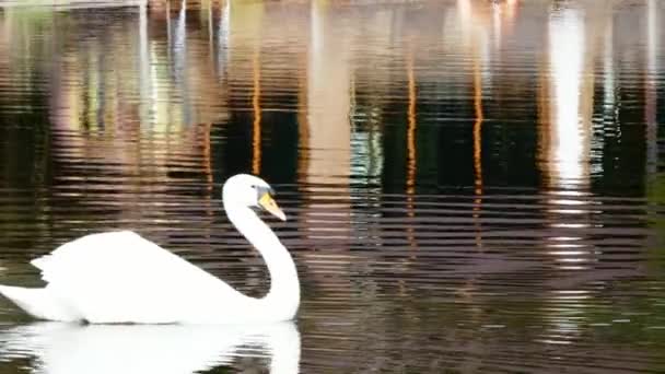 Cigno bianco nuota sulla superficie dello specchio del lago. — Video Stock