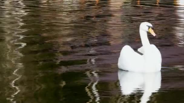 Weißer Schwan schwimmt auf Spiegelfläche des Teiches. — Stockvideo