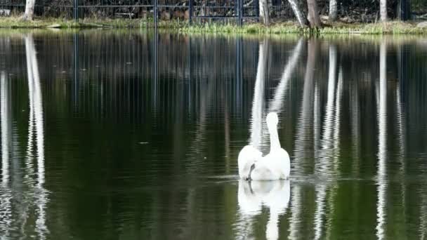 Cygne blanc nage sur la surface miroir du lac. — Video