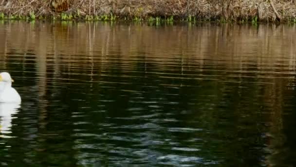 Un troupeau d'oies blanches nage à la surface de l'étang . — Video