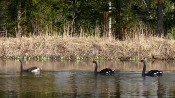 Una bandada de cisnes negros nada en la superficie del estanque . — Vídeos de Stock