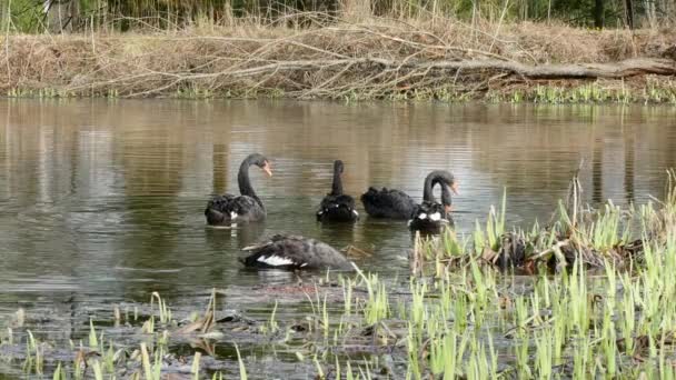 A flock of black swan swims on surface of pond. — Stock Video