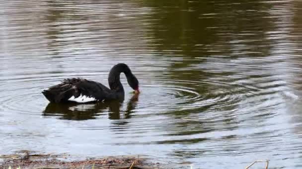 Ένα κοπάδι από μαύρο κύκνο να κολυμπά στην επιφάνεια της λίμνης. — Αρχείο Βίντεο