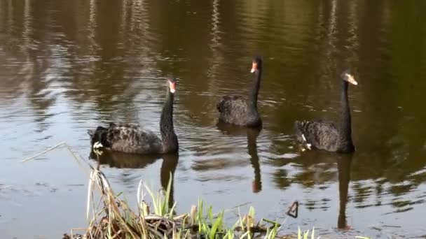 池の表面に黒い白鳥の群れが泳ぐ. — ストック動画