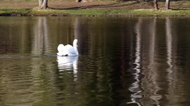 White Swan swims on mirror surface of pond. — Stock Video