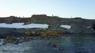 4 k walruses ve insanlar çevreciler, Kuzey Buz Denizi aero sahilinde görüntülemek.