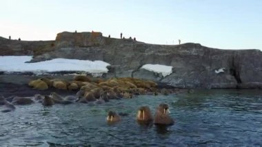 Morslar, helikopter Arktik Okyanusu aero görünümden yeni dünya Vaigach üzerinde sahilinde.