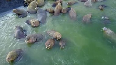 Morslar, Yeni Dünya'ya Vaigach adasında Arktik Okyanusu aero görünümü sahilinde.