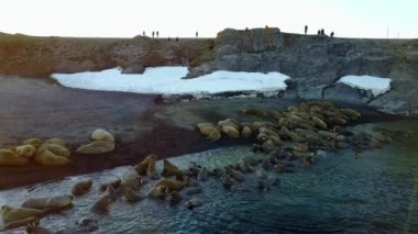 Tabanı insanlar, Kuzey Buz Denizi aero görünümü sahilinde ve walruses besleme.