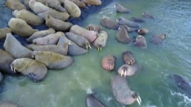 Morslar, Yeni Dünya'ya Vaigach adasında Arktik Okyanusu aero görünümü sahilinde.