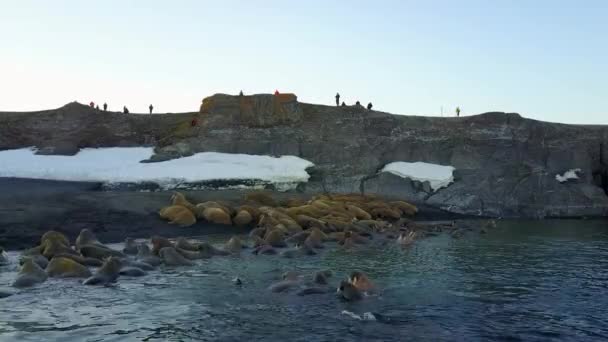 Walrussen en mensen milieuactivisten op de oevers van de Noordelijke IJszee aero bekijken 4k. — Stockvideo