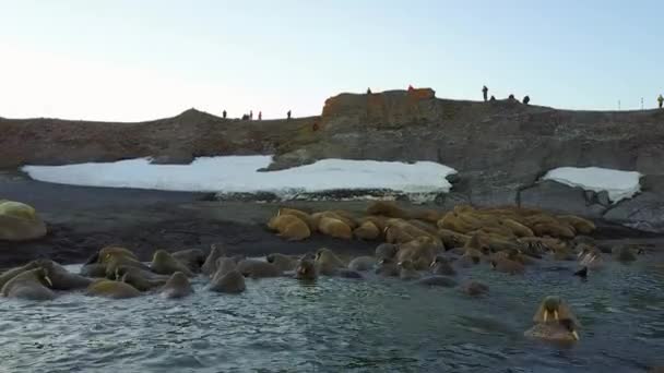 Morses et personnes écologistes sur les rives de l'océan Arctique aero view 4k . — Video