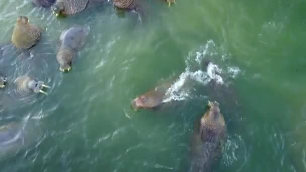 Morses sur les rives de l'océan Arctique vue aérienne sur la Nouvelle Terre Île de Vaigach . — Video