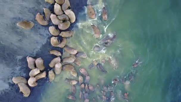 Walruses on shores of Arctic Ocean aero view on New Earth Vaigach Island. — Stock Video