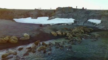 Bilim adamı ve walruses New Earth Vaigach adada tabanının besleme üzerinde turist.