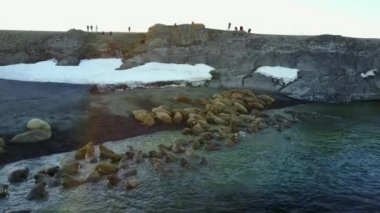 Bilim adamı ve walruses New Earth Vaigach adada tabanının besleme üzerinde turist.
