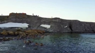 Bilim adamı ve walruses New Earth Vaigach adada tabanının besleme üzerinde turist.