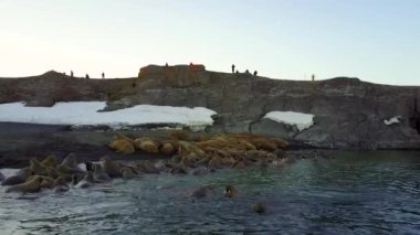 Bilim adamı ve walruses New Earth Vaigach adada tabanının besleme üzerinde turist.